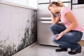 Why You Should Choose Our Mold Remediation Services in Walton Hills, OH